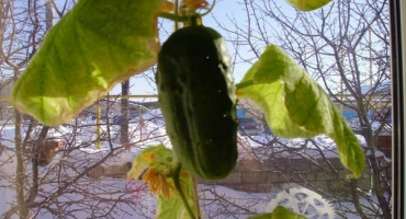 Popis odrůdy okurky blizzard, její vlastnosti a produktivita